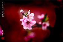 梦幻桃花