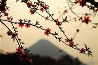 夕照桃花红