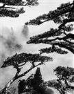 松骨