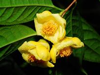 茶花里的金皇后