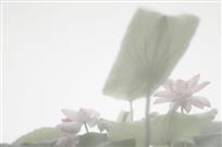 惟有绿叶红菡萏