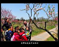 《在那桃花盛开的地方》