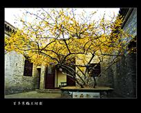 《百年寒梅总理栽》