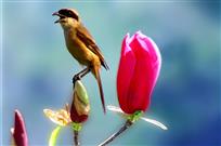 《鸟语花香》