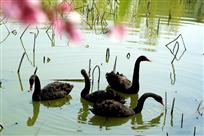 《桃花垠的春天》