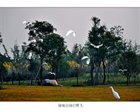 .《湿地公园白鹭飞》
