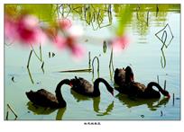 《桃花垠春觅》