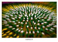 《动感郁金香》