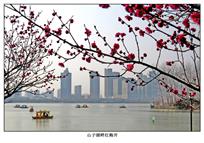 《山子湖畔红梅开》