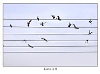 《舞动的音符》