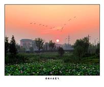 《荷塘日出鹭飞》