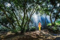 《慢步相思树下》