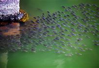 《“排兵布阵”》