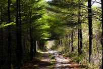 《林荫小道》