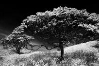 蓝天下的高山杜鹃