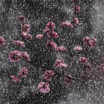 梅开香雪凝思红