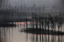 淡墨染林远&nbsp;野鸭携霞来