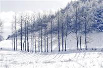 南方的林海雪原