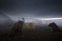 微曦中的那棵树