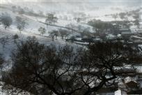 小村冬雪里 老树知春近