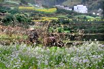 春风吹花香 耕牛竹里行