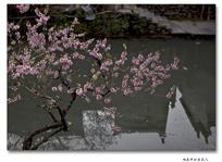 桃花开时道无人