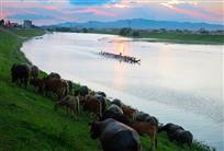 沙坪河泮的端午节