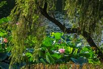 三五荷花映垂杨