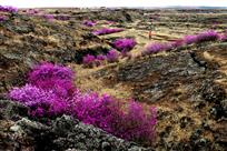 《熔岩台地杜鹃花韵》