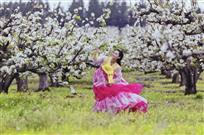 梨花赛雪随风舞