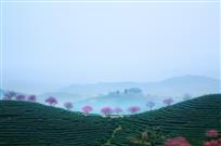 《茶乡如画》