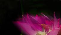 灼灼花红