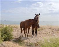 远离故乡的日子