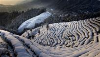 《雪浴茶山》