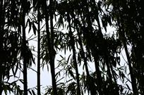 水墨竹林