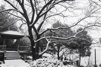 江南瑞雪