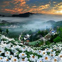 牡丹花开山村秀