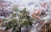 风雪如画