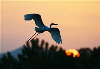 《鹭舞夕阳》