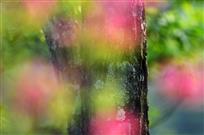 《梦幻春色》
