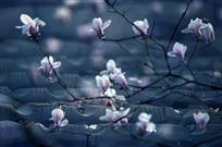 花如梦