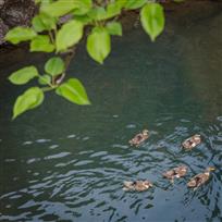 春江水暖鸭先知