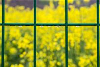 满园春色关不住