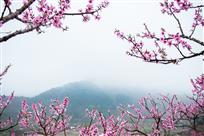 在那桃花盛开的地方