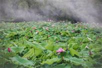 烟雨荷花