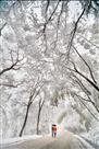 雪恋钟山