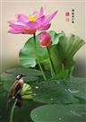荷花与小鸟
