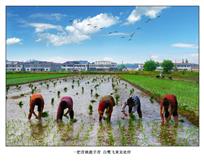 《一把青秧趁手青&nbsp;&nbsp;白鹭飞来无处停》