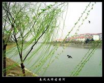 《春风又绿古黄河》