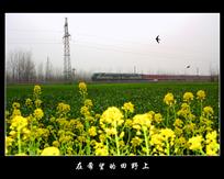 《在希望的田野上》